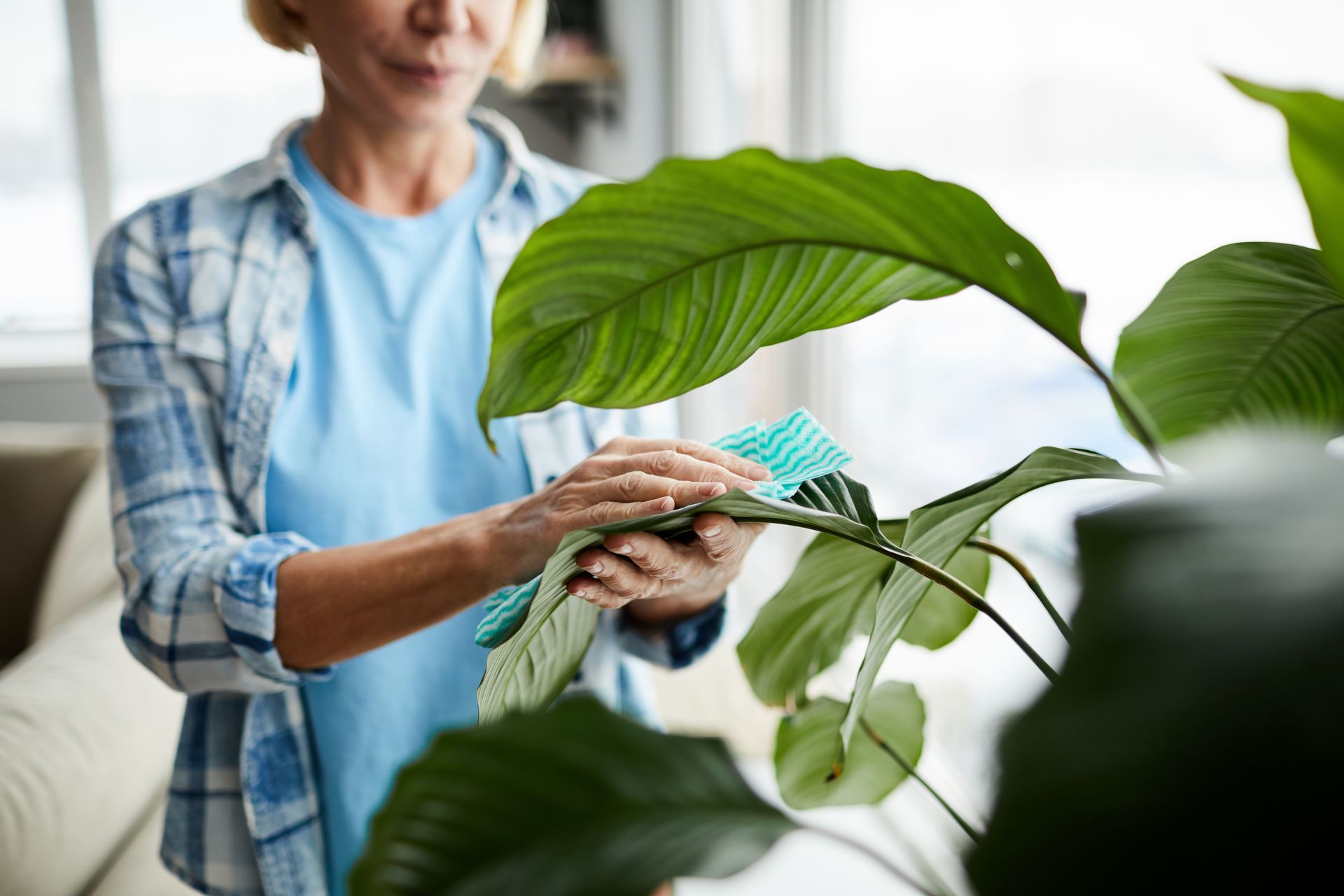 cleaning-leaves-of-houseplant-ZBW8QM7.jpg cleaning-leaves-of-houseplant-ZBW8QM7.jpg